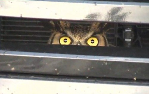 owl_food_03.jpg