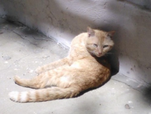 image.jpg